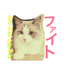 のんのスタンプ（個別スタンプ：22）