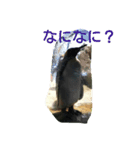 動物園の可愛い動物スタンプ（個別スタンプ：1）