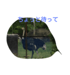 動物園の可愛い動物スタンプ（個別スタンプ：5）