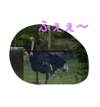 動物園の可愛い動物スタンプ（個別スタンプ：7）