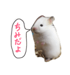 フサフサハムスター ちみー（個別スタンプ：1）