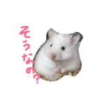 フサフサハムスター ちみー（個別スタンプ：3）