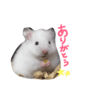 フサフサハムスター ちみー（個別スタンプ：5）