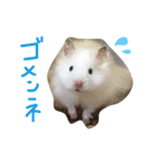 フサフサハムスター ちみー（個別スタンプ：7）
