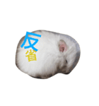 フサフサハムスター ちみー（個別スタンプ：8）