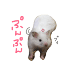 フサフサハムスター ちみー（個別スタンプ：9）