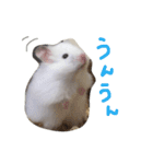 フサフサハムスター ちみー（個別スタンプ：11）