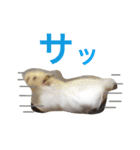 フサフサハムスター ちみー（個別スタンプ：18）