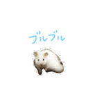 フサフサハムスター ちみー（個別スタンプ：20）