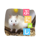 フサフサハムスター ちみー（個別スタンプ：24）