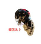 Lovely dachs（個別スタンプ：4）