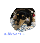 Lovely dachs（個別スタンプ：7）