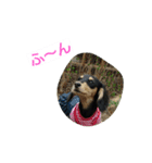 Lovely dachs（個別スタンプ：8）