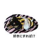 Lovely dachs（個別スタンプ：9）
