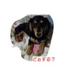 Lovely dachs（個別スタンプ：11）