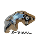 Lovely dachs（個別スタンプ：12）