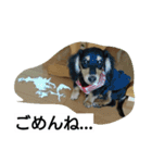 Lovely dachs（個別スタンプ：14）