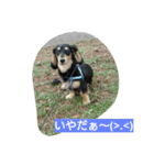 Lovely dachs（個別スタンプ：15）