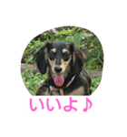 Lovely dachs（個別スタンプ：16）
