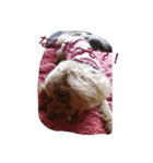 私の可愛いい愛犬もも（個別スタンプ：1）
