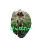私の可愛いい愛犬もも（個別スタンプ：2）