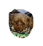 私の可愛いい愛犬もも（個別スタンプ：3）
