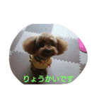 私の可愛いい愛犬もも（個別スタンプ：4）