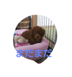 私の可愛いい愛犬もも（個別スタンプ：5）