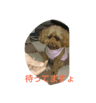 私の可愛いい愛犬もも（個別スタンプ：6）
