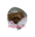 私の可愛いい愛犬もも（個別スタンプ：7）