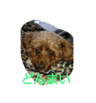 私の可愛いい愛犬もも（個別スタンプ：8）