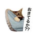 Morikun GOGO2（個別スタンプ：3）