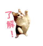 Morikun GOGO2（個別スタンプ：4）