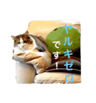 Morikun GOGO2（個別スタンプ：5）