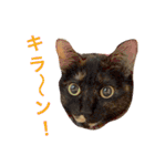 Morikun GOGO2（個別スタンプ：7）