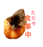 Morikun GOGO2（個別スタンプ：8）