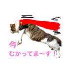 Morikun GOGO2（個別スタンプ：9）