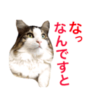 Morikun GOGO2（個別スタンプ：12）