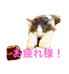 Morikun GOGO2（個別スタンプ：13）