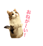 Morikun GOGO2（個別スタンプ：17）