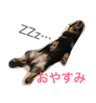 ダックスのスタンプ ブラックタン（個別スタンプ：1）