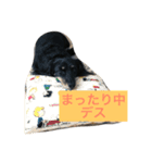 ダックスのスタンプ ブラックタン（個別スタンプ：3）