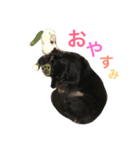 ダックスのスタンプ ブラックタン（個別スタンプ：5）