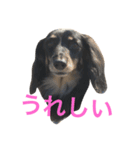 ダックスのスタンプ ブラックタン（個別スタンプ：6）