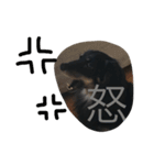 ダックスのスタンプ ブラックタン（個別スタンプ：11）