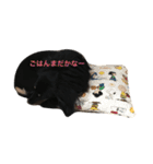 ダックスのスタンプ ブラックタン（個別スタンプ：14）