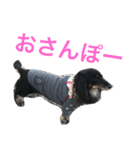 ダックスのスタンプ ブラックタン（個別スタンプ：16）