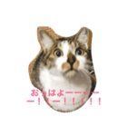 我が家のレオンスタンプ（個別スタンプ：2）
