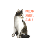 我が家のレオンスタンプ（個別スタンプ：4）