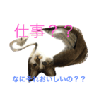 我が家のレオンスタンプ（個別スタンプ：6）